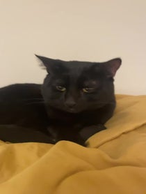 Poster for Birthday video from Waffles The Bootiful black cat