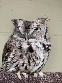 Poster for Other video from Owlfredo The Eastern Screech Owl