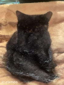 Poster for Intro video video from Waffles The Bootiful black cat