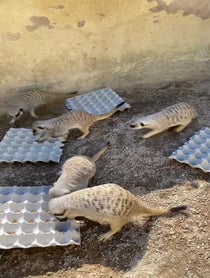 Poster for Birthday video from Meerkat Mob - Adelaide Zoo