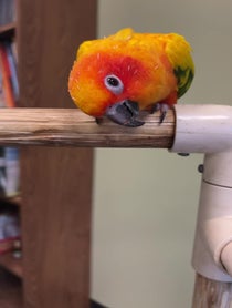 Poster for Pep Talk video from Lucy the Sun Conure