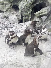Poster for Pep Talk video from Brookfield Zoo Chicago