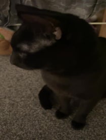 Poster for Pep Talk video from Waffles The Bootiful black cat