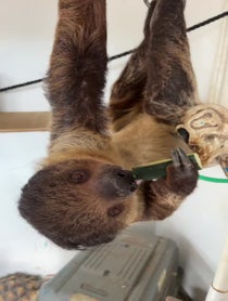 Poster for Birthday video from Enzo the pet sloth