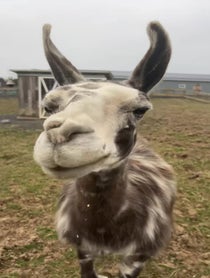 Poster for Birthday video from Paco the Llama