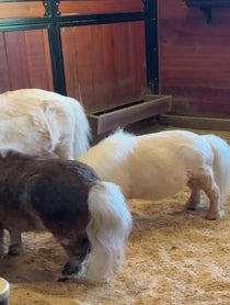 Poster for Birthday video from R&R Ranch Miniature Horse Sanctuary