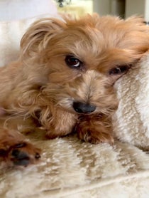 Poster for Birthday video from Pippa the Three Legged Dog