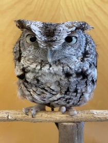 Poster for Birthday video from Owlfredo The Eastern Screech Owl