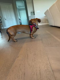 Poster for Birthday video from Barkley The Dog