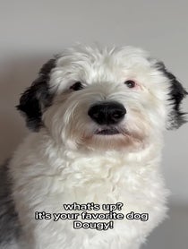 Poster for Birthday video from Dougy the Sheepadoodle