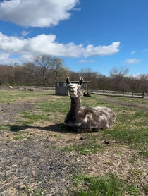 Poster for Advice video from Paco the Llama
