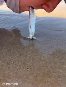 Poster for Intro video video from Tightlinez