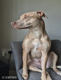 Poster for Intro video video from Sky Staffy Lurcher