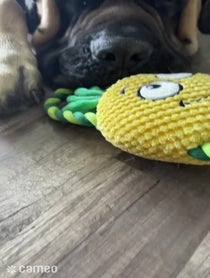Poster for Intro video video from PoohBear The Mastiff