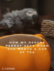 Poster for Intro video video from Fart Birb