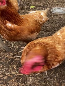 Poster for Birthday video from Lily + the Gang (Chickens)
