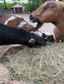 Poster for Birthday video from Goats