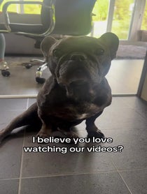Poster for Mother's Day video from Bertie the Frenchie
