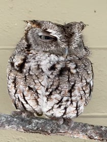 Poster for Mother's Day video from Owlfredo The Eastern Screech Owl