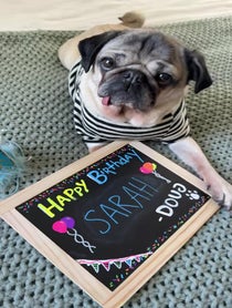 Poster for Birthday video from Doug The Pug
