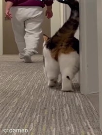 Poster for Intro video video from Eliethehallwaycat