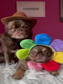 Poster for Other video from KingChilliThePug