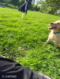 Poster for Intro video video from Nash the Puppy