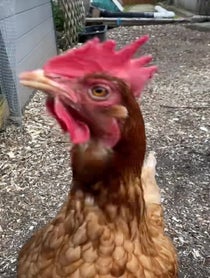 Poster for Gift video from Lily + the Gang (Chickens)