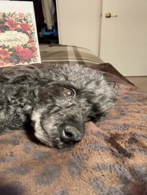 Poster for Mother's Day video from Sky, Arizona Mini Poodle