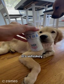 Poster for Intro video video from Whiskey the Golden
