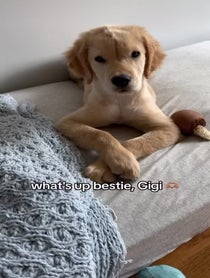 Poster for Advice video from Whiskey the Golden