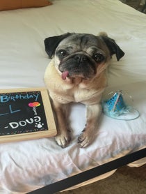 Poster for Birthday video from Doug The Pug