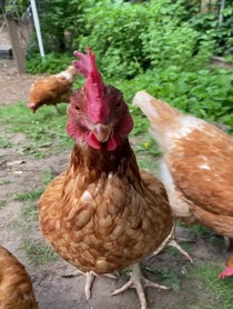 Poster for Pep Talk video from Lily + the Gang (Chickens)