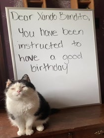 Poster for Birthday video from Toup from The Biscuit Factory