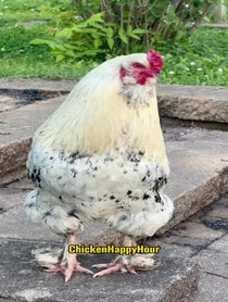 Poster for Other video from Chicken Happy Hour