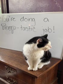 Poster for Pep Talk video from Toup from The Biscuit Factory