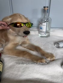 Poster for Birthday video from Whiskey the Golden