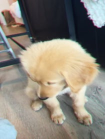 Poster for Other video from Nash the Puppy