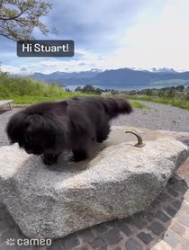 Poster for Intro video video from Carl the Mountain Dog & Steve the Newfie