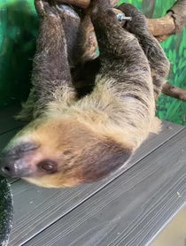 Poster for Birthday video from Sloths at Stone Zoo