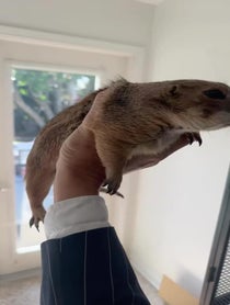 Poster for Birthday video from Poppy_the_Prairie_Dog