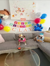 Poster for Birthday video from Walter & Chandler The English Bulldogs