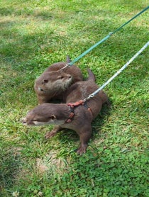 Poster for Father's Day video from Coastal Wilds