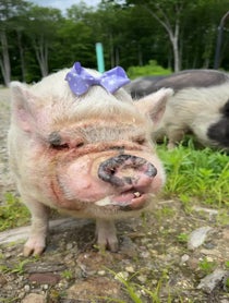 Poster for Roast video from Abby The Pink Piggy