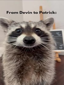 Poster for Other video from Tito The Raccoon