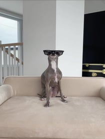 Poster for Birthday video from Tika the Iggy