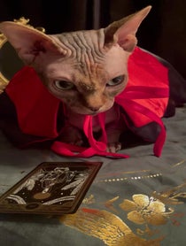Poster for Birthday video from Mochi the psychic cat
