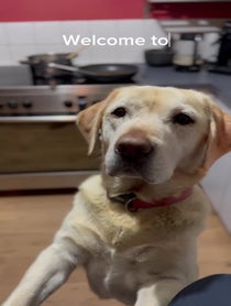 Poster for Birthday video from The Labrador Station