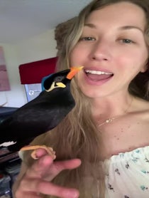 Poster for Birthday video from Argyle The Mynah
