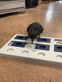 Poster for Other video from Harriet the American Crow